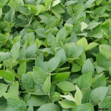 Soybean leaves.