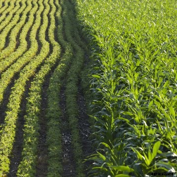 A soybean field next to a corn field.