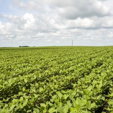 A soybean field during the growing season.