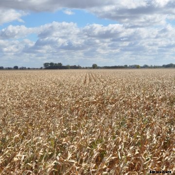 A corn field near harvest.