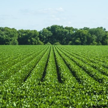 Soybeans in a straight row.
