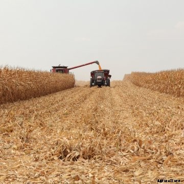 A Case combine harvests corn alongside a grain cart.