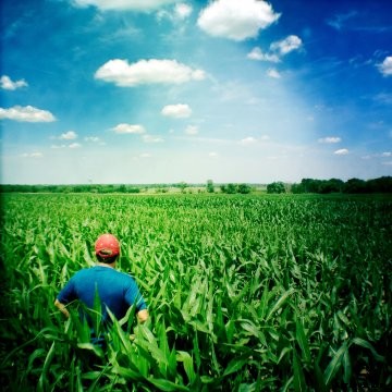 A farmer looking into a corn field.