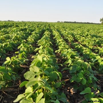 A no-till soybean field at sunrise.