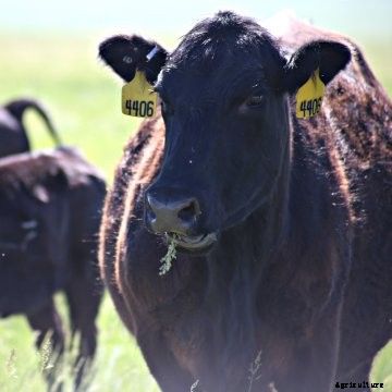 A black cow grazing with yellow ear tags