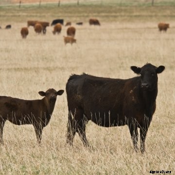 A cow and her calf in a pasture.