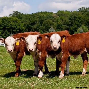 Don't sell calves. Market them.