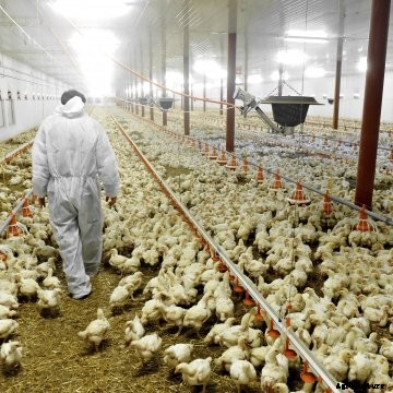 A veterinary walks through a chicken barn.