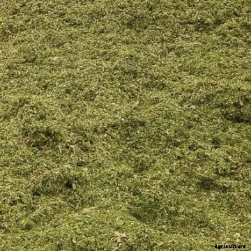 8 tips for perfect corn silage