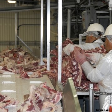Workers at the Sam Kane beef slaughterhouse in Corpus Christi, Texas on June 10, 2008 dissect, sort and separate beef parts