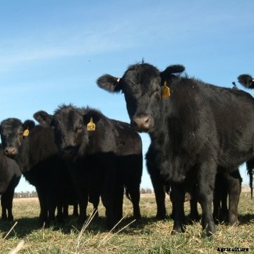 Cattle markets to be explosive!