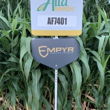 New forage sorghums from Alta Seeds