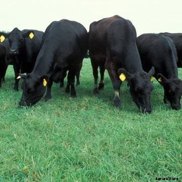 Methane gas and livestock farms - a win for agriculture