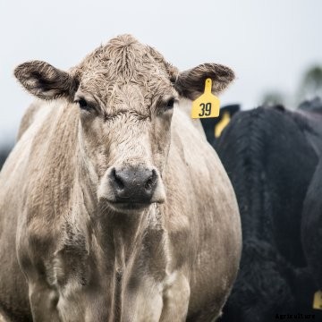 A close-up of a cow.