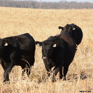 Three cattle walking in a pasture.