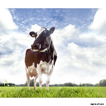 Waikato Milking Systems, Nedap partner to improve dairy management