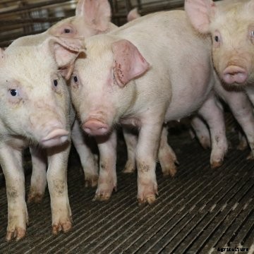 A few young pigs in a barn.