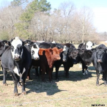 beef cattle in pasture