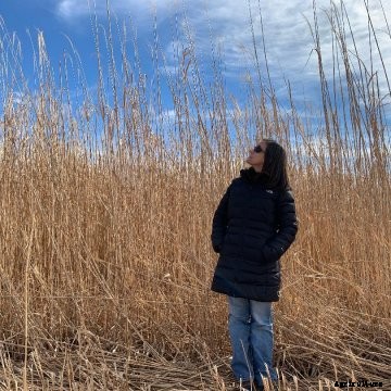 Miscanthus field