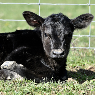 A black calf.