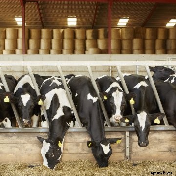 Dairy cows in the barn lined up at the feedbunk