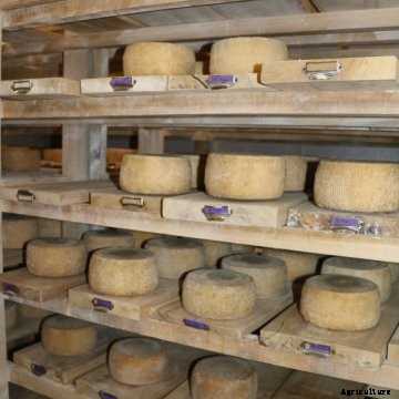 cheese room