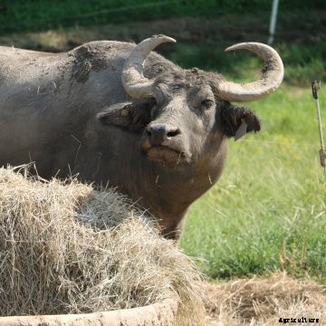 water buffalo
