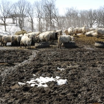 White cattle stand around in a pasture in the winter