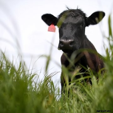 28619 livestock and climate