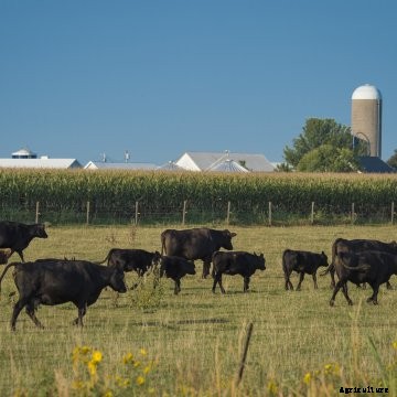 Cattle grazing in Iowa