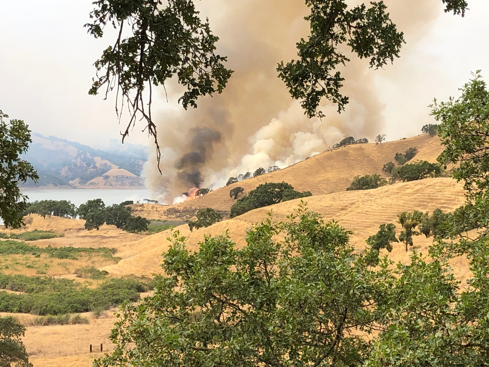 ‘Miracle’ calf survives California wildfire