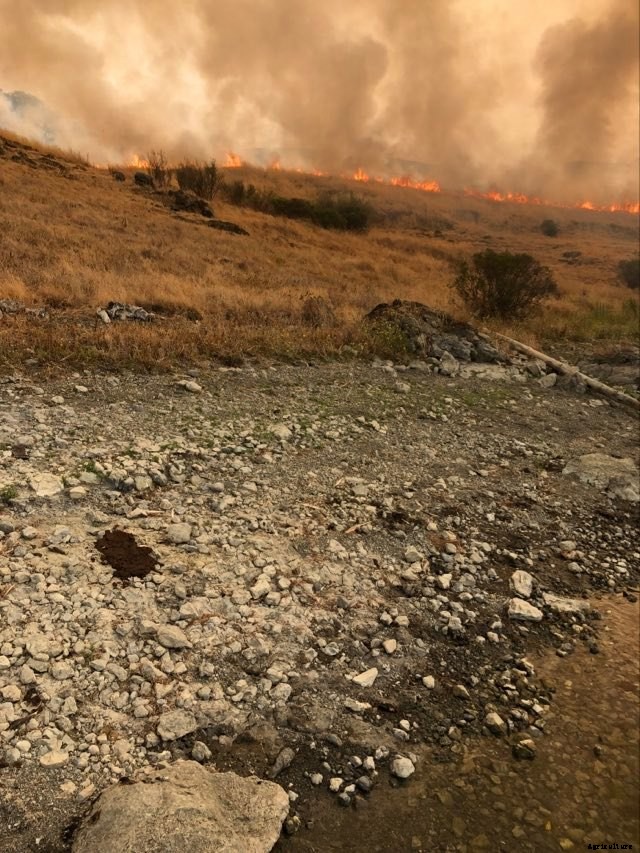 ‘Miracle’ calf survives California wildfire