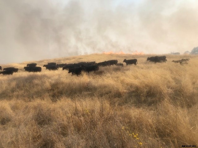 ‘Miracle’ calf survives California wildfire