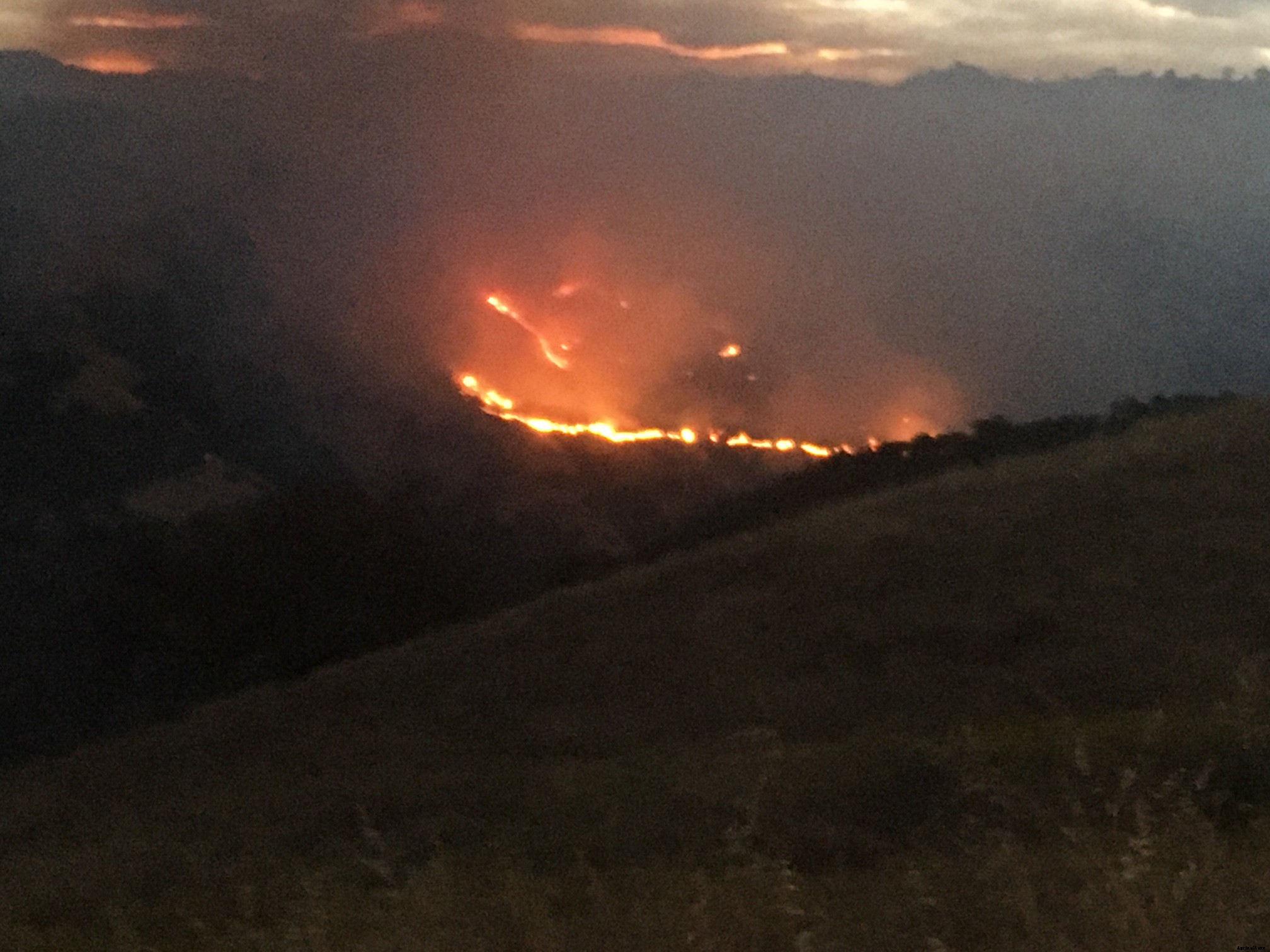 ‘Miracle’ calf survives California wildfire