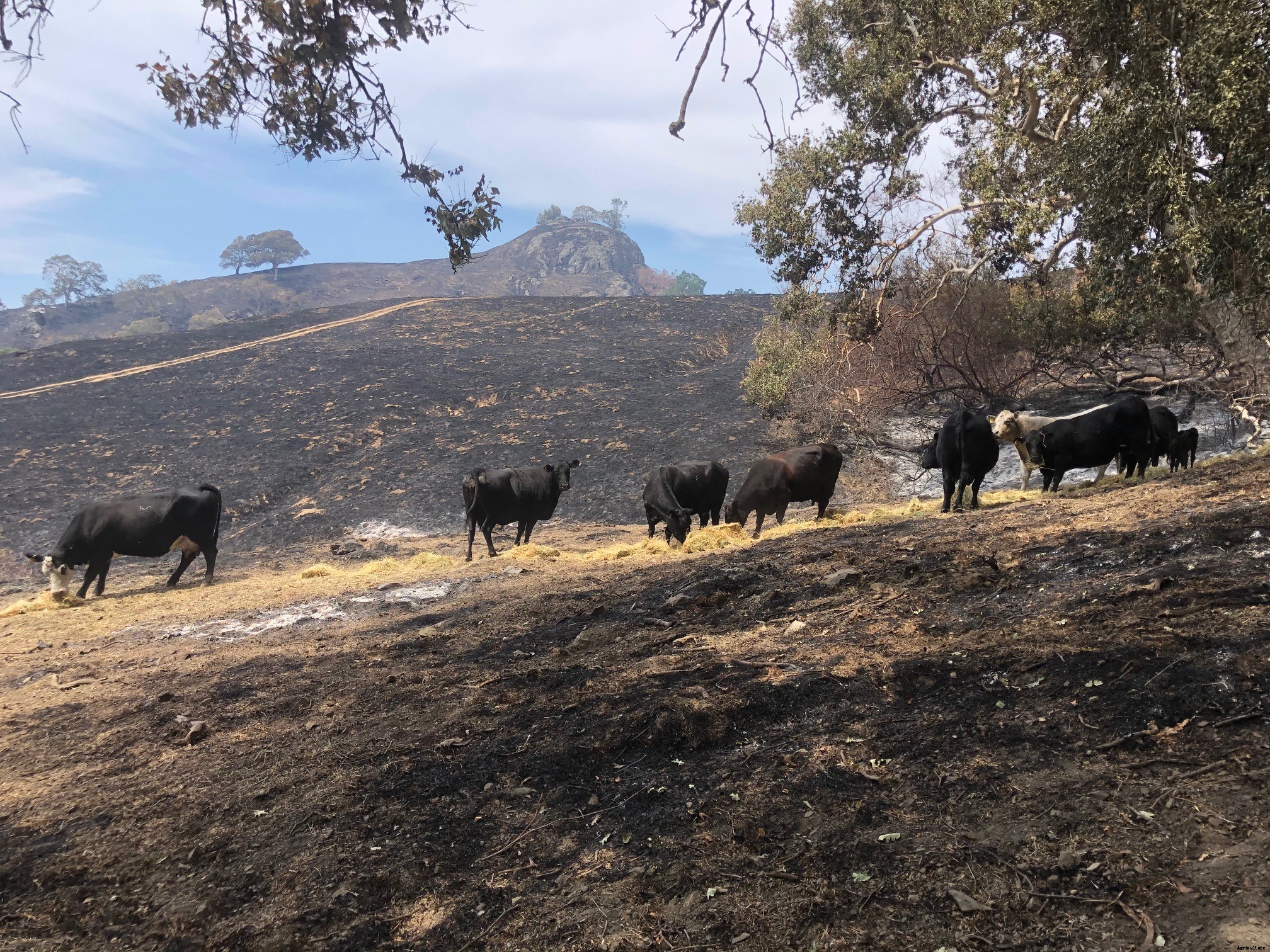 ‘Miracle’ calf survives California wildfire