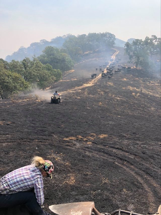 ‘Miracle’ calf survives California wildfire