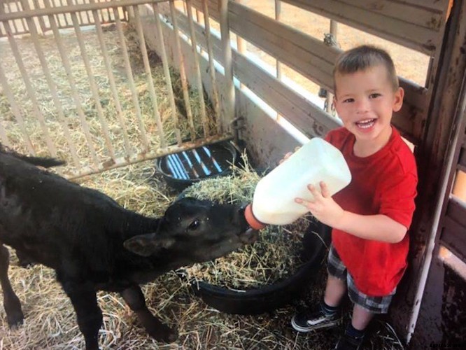 ‘Miracle’ calf survives California wildfire