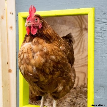 A rooster coming out of a chicken coop.