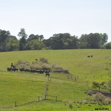 Black cattle grazing.