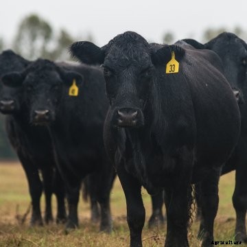 Black cattle in a pasture.