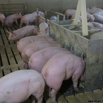 Pigs eating in a barn.