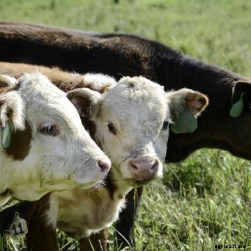 Miniature cattle in a field.