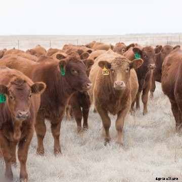 A herd of red cattle.