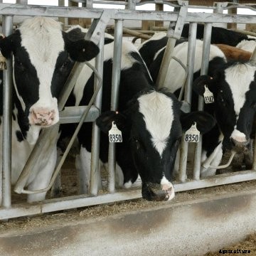 A dairy farm in Iowa.