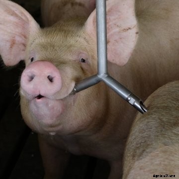 A pig getting a drink.