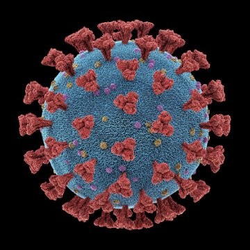 Coronavirus close up