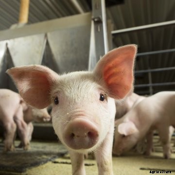 A close-up of a feeder pig.