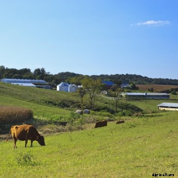 Brown cattle grazing on green hills