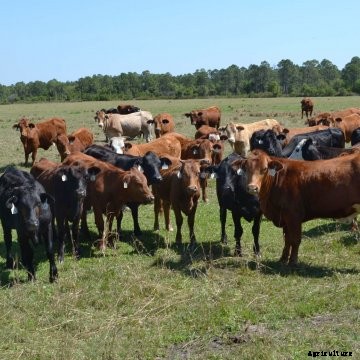 Cattle in a pasture.