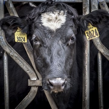 A close-up of a dairy heifer.
